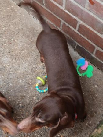 Poodle puppies for sale in Lincoln, Lincolnshire – 3 years old - Image 2 of 5