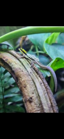 Image 5 of Phelsuma Klemmeri  neon day gecko male
