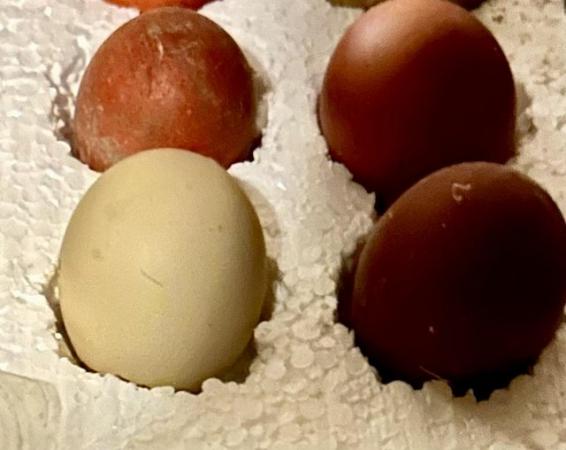 Image 4 of Pekin chicks, etc., big brown hatching eggs
