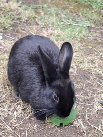 Image 3 of Adorable female rabbit for sale *only £10 now*