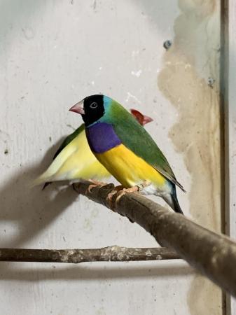 Image 5 of for sale Gouldian finches