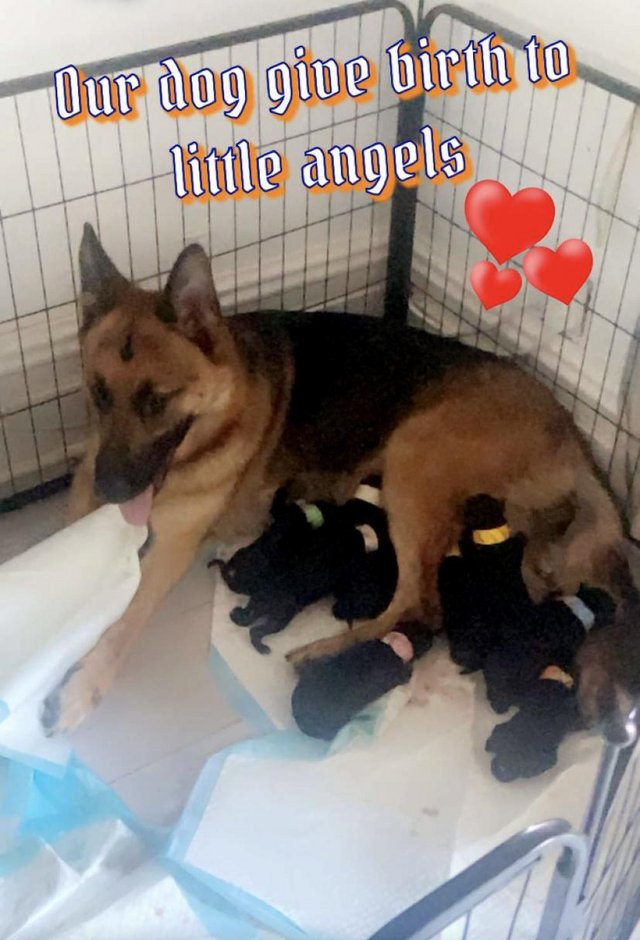 Preview of the first image of German shepherd puppies 5 female and 4 boys 3 females reserv.