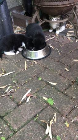 Image 4 of 9 week old kittens need loving new homes