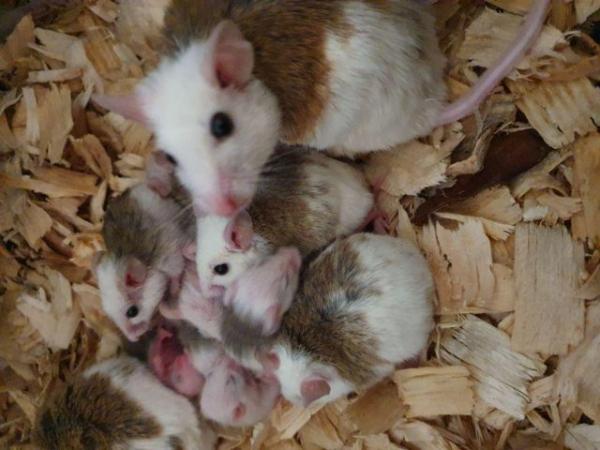 Image 3 of African Soft Fur (ASF) mice for sale - priced per pair