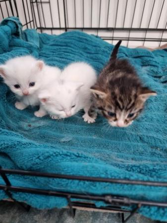 Image 4 of 3 beautiful kittens 4 weeks old