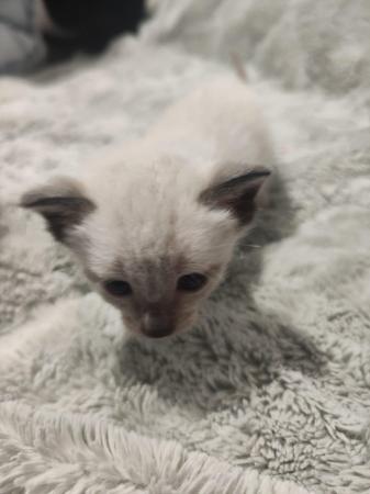 Image 5 of 5 Male Siamese kittens for sale - 3 LEFT - WHITE, GREY SOLD