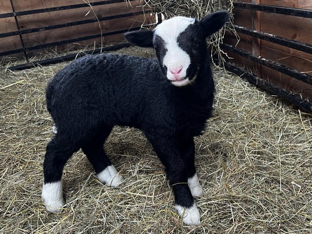 Preview of the first image of Balwen Ram Lambs For Sale.
