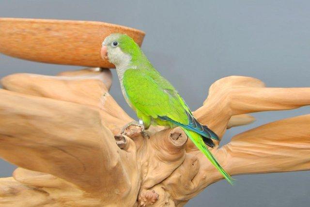 Preview of the first image of Baby Green Quaker talking parrots,19.