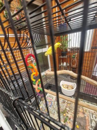 Image 5 of Yellow female parrotlet for sale