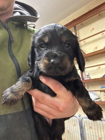 Image 19 of Black and Tan Cocker spaniel puppies 4 left