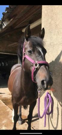 Image 2 of 14.1 Mare 'charly' for part loan