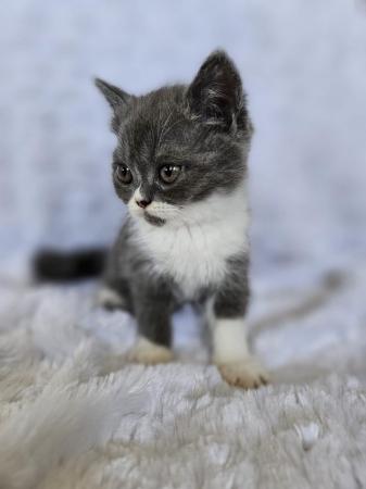 Image 3 of 5 Persian Kittens for sale