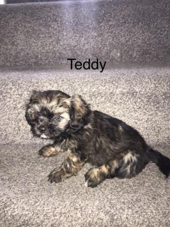 Image 4 of 2 beautiful male shih tzu left £500 ready now 9 week old