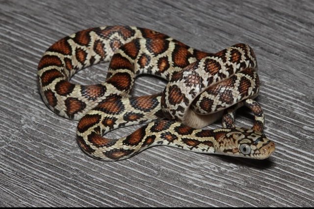 Image 4 of Various Snakes For Sale please see