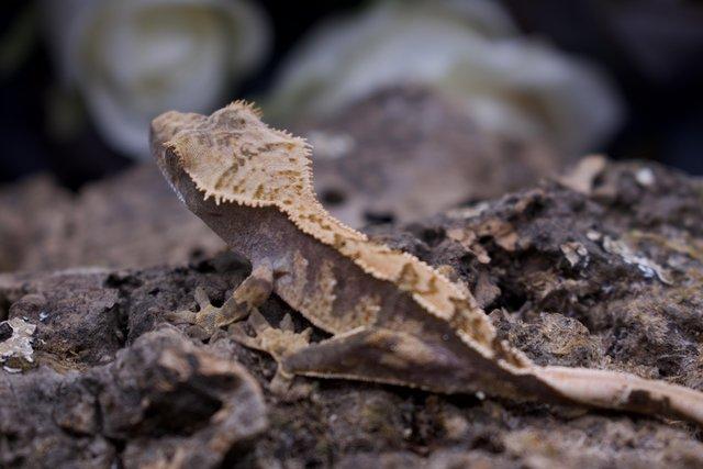 Image 3 of CB23 Young Crested Gecko with Tikis Geckos lineage