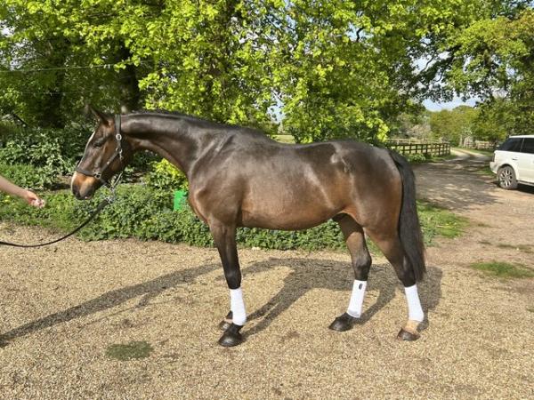 Image 2 of *Stunning SJ / Event Project 16.2hh Gelding*