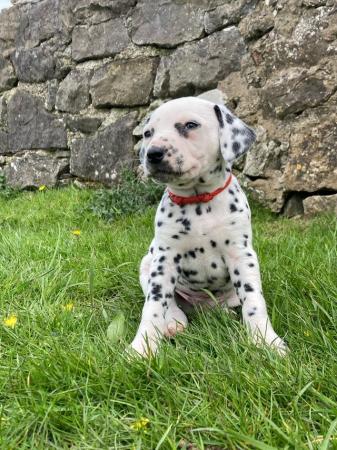 Image 4 of KC registered Dalmatian Puppies