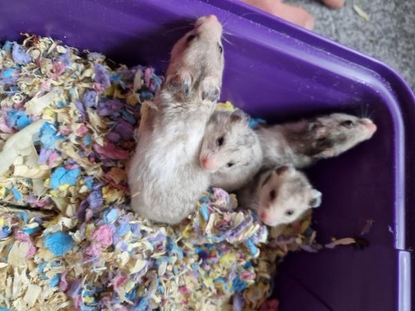 Image 4 of Baby hamsters male and female 5 pound each