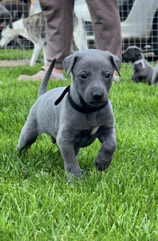 Preview of the first image of KC Registered blue whippet puppies.