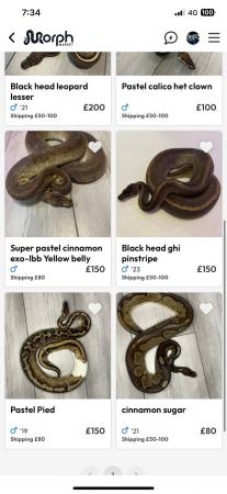 Image 2 of adult royal pythons for sale