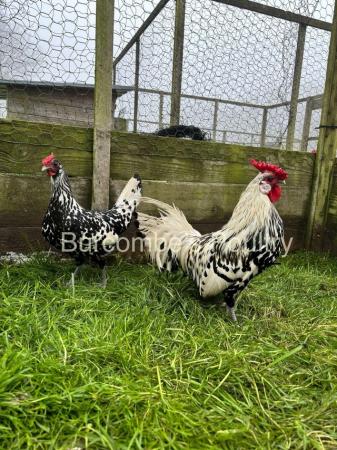 Image 1 of Silver Spangled Hamburg Hatching Eggs Postage Available