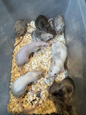 Image 3 of Various young rodents ready now great pets