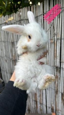 Image 1 of 4 left Giant French Lop x Lion Heads