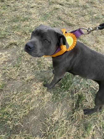 Image 10 of Blue Staffordshire bull terrier ready now last girl reduced