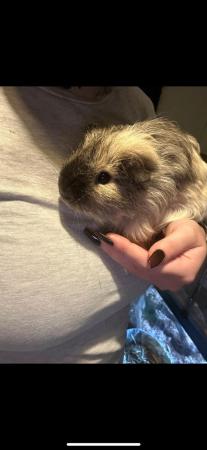 Image 4 of Two Male Guinea-Pigs and Set Up
