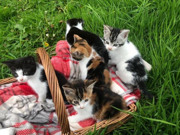 Image 4 of Stunning, Playful Kittens For Sale