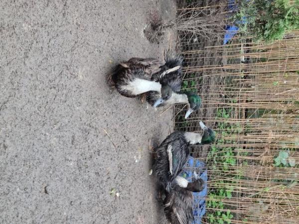 Image 1 of Ducks for sale friendly birds