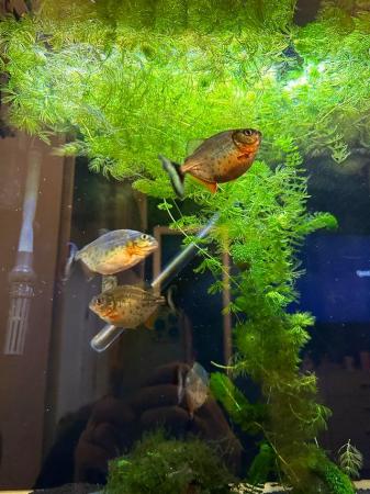 Image 6 of 6 red belly piranhas for sale