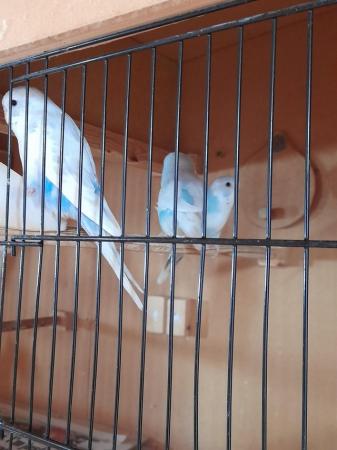 Image 4 of Beautiful baby budgies ready for rehoming