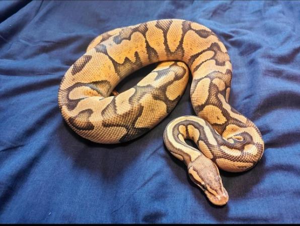 Image 3 of Royal python morphs for sale