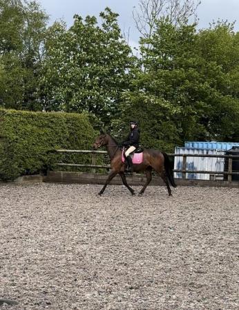 Image 5 of **SOLD **16hh tb mare rising 7yrs
