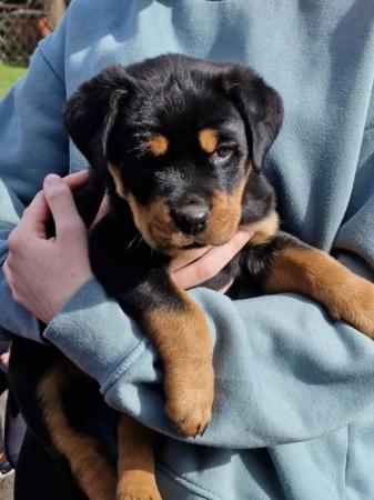 Image 7 of Stunning pure bred kC registered Rottweilers