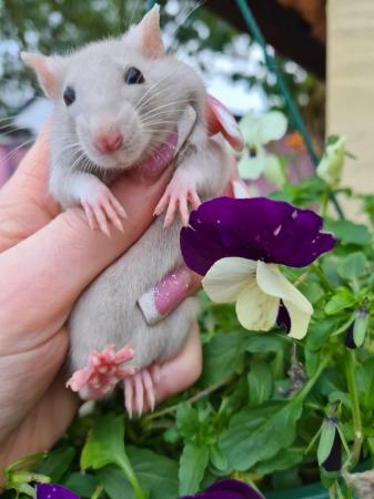 Image 4 of ***STUNNING LOVABLE SWEET NATURED BABY RATS