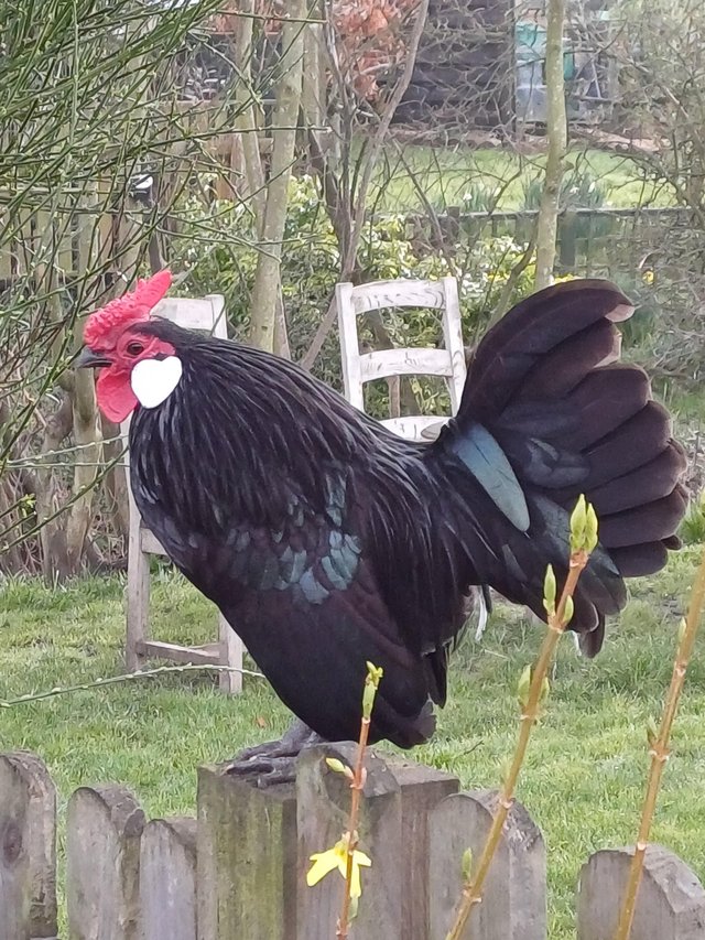 Preview of the first image of Handsome Rosecombe cockerel.