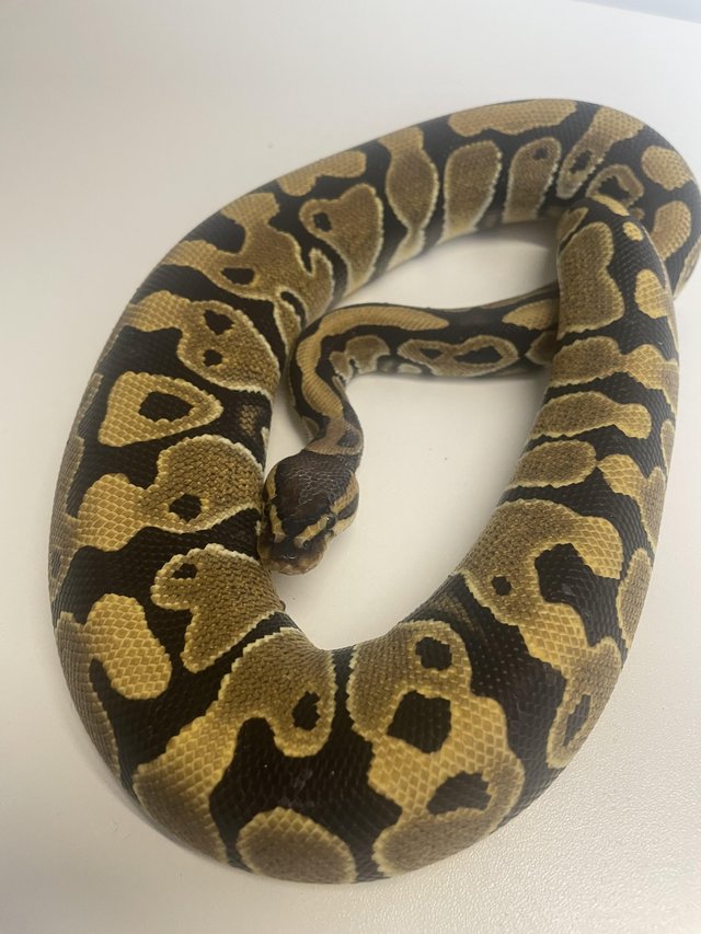 Preview of the first image of Female hurricane ball python.