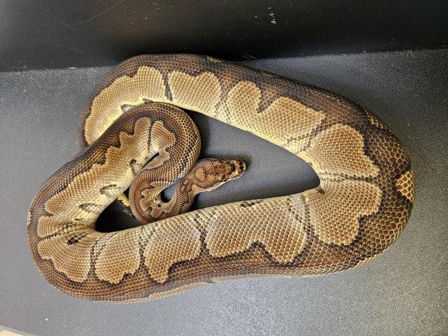 Preview of the first image of Clown Royal Ball Python, Adult Male.