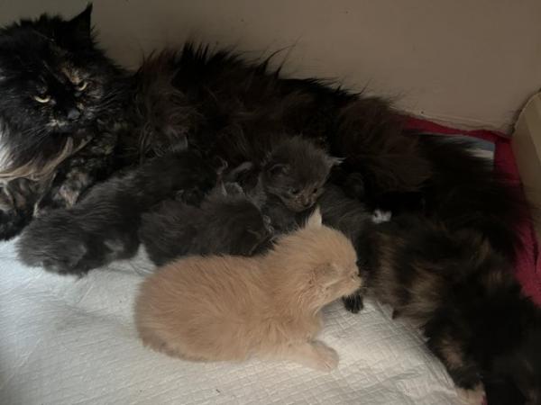 Image 10 of maine coon kittens available