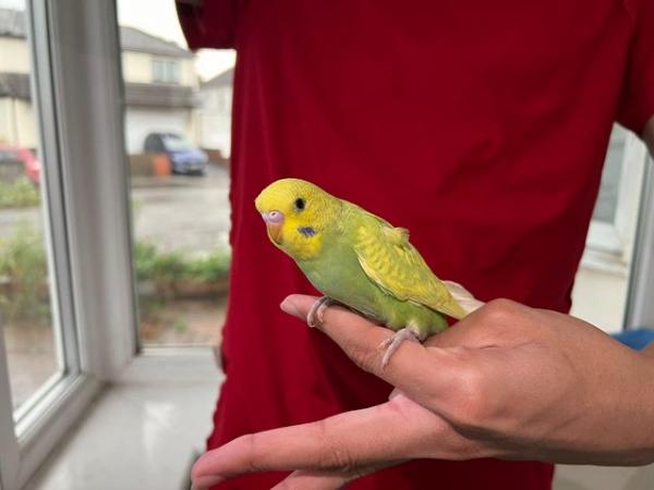 Image 4 of Super hand Tamed Baby Budgies for sale