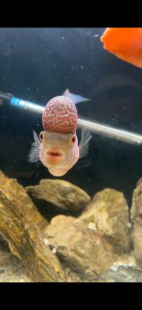 Image 3 of LARGE MALE FLOWERHORN FOR SALE £55 ONO