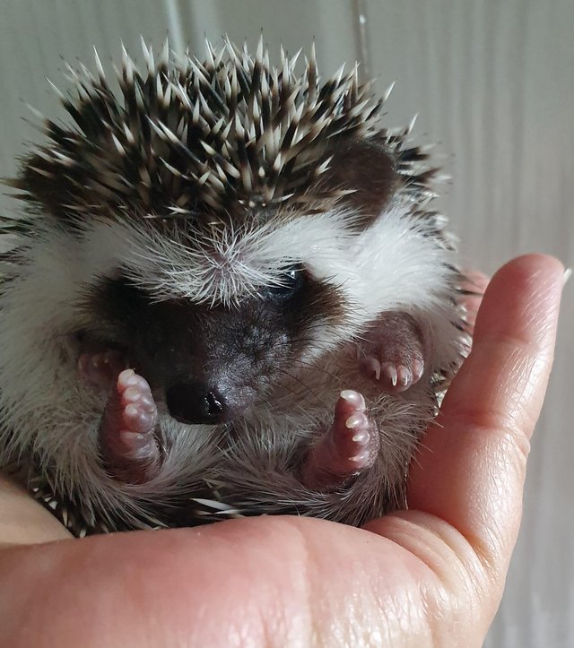 Preview of the first image of Full Pedigree African Pygmy Hedgehog Babies.