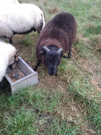 Image 5 of Cross bred ram lambs for sale