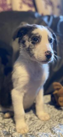 Image 3 of Beautiful border collie coloured puppies