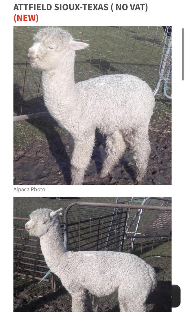 Preview of the first image of 8 month old alpaca for sale. Hycaya.