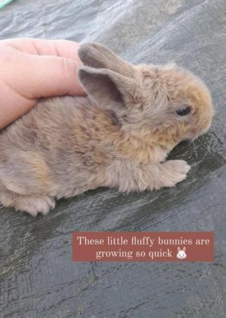 Image 8 of Lionhead with mini lop, 9 weeks old beautiful friendly baby