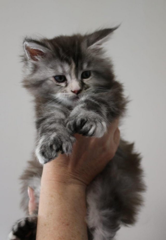 Preview of the first image of Stunning polydactyl maine coon girls.