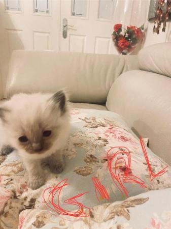 Image 9 of Pure ragdoll kitten blue point boy and girl left
